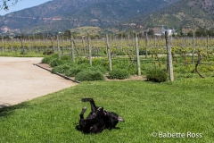 Emiliana Winery