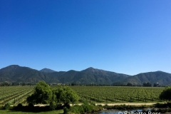 Emiliana Winery