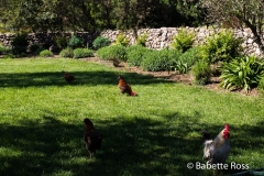 Emiliana Winery
