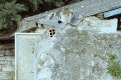 Casares  I spy a Cat & a Chicken