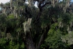 Drayton Hall