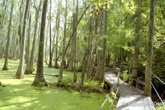 Magnolia Swamp Garden