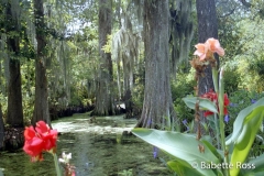 Magnolia Swamp Garden