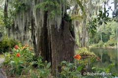Magnolia Swamp Garden