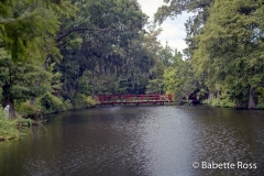 Magnolia Swamp Garden