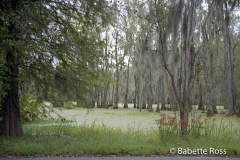 Magnolia Swamp Garden
