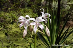 Magnolia Swamp Garden