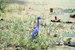 Magnolia Swamp Garden