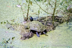 Magnolia Swamp Garden