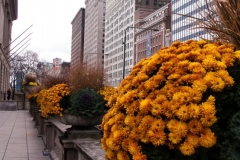 Art Institute