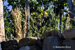 Corniglia 2015-09-07