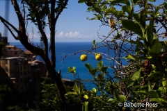 Corniglia 2015-09-07