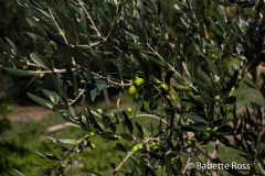 Corniglia 2015-09-07