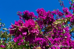 Riomaggiore 2015-09-07