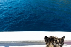 Dog on a Boat 2015-09-07