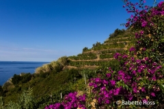 Between Vernazza & Monterosso 2015-09-08