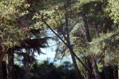 Ile St Margaurite 1997-09-17