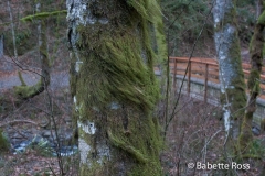 Bridal Veil Trail