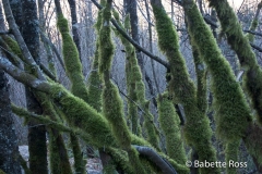 Bridal Veil Trail