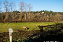 Woodinville