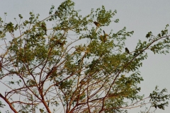 Parrots