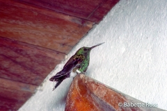 House Hummingbird