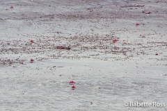 Playa Carrillio - Crabs