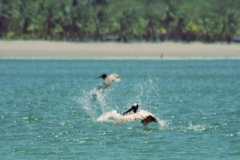 Playa Carrillio - Pelicans