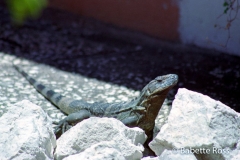 Iguana
