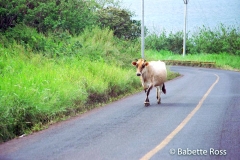 Cow in the Road