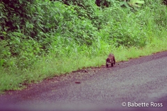 White Nosed Coati