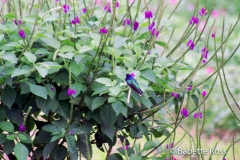 Hummingbird