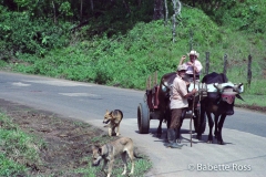 Oxen