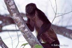 Howler Monkeys