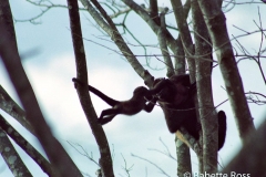 Howler Monkeys