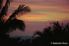 Bosque Carrillo