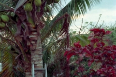 Guanacaste Peninsula, La Pailia
