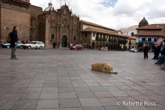 Plaza de Armas Pup