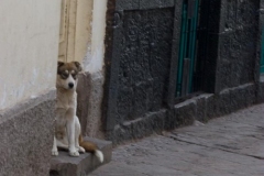 Dog in San Blas