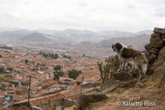 Dog checking out The View