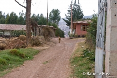 Llama in the Road