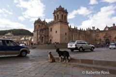 Dogs in Plaza de  Armas