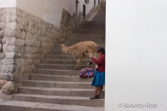 Woman in Traditional Dress, Knitting, With a Llama in San Blas