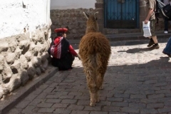 Woman in Traditional Dress with Llama in San Blas