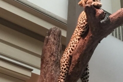 Natural History Museum, Washington DC