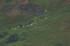 Dall Sheep