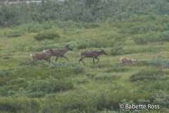 Caribou