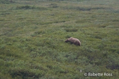 Grizzly Bear