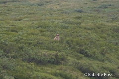 Grizzly Bear