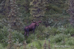 Moose